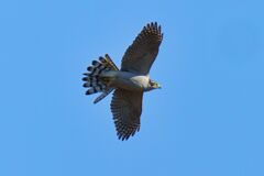 オオタカ成鳥