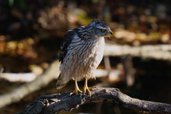 オオタカの幼鳥14
