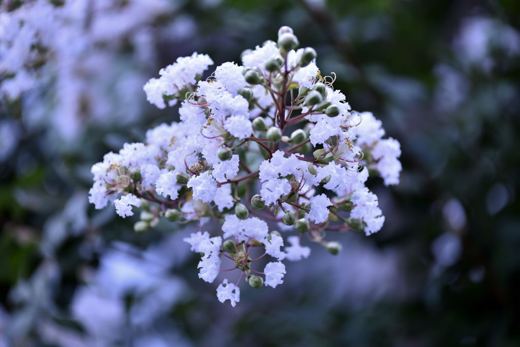 優しき花達