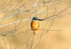 枝止まり 枝止まり