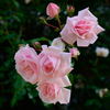 散歩途中の薔薇