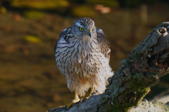 オオタカの幼鳥13