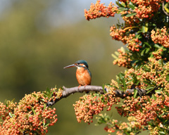 ピラカンサと翡翠8
