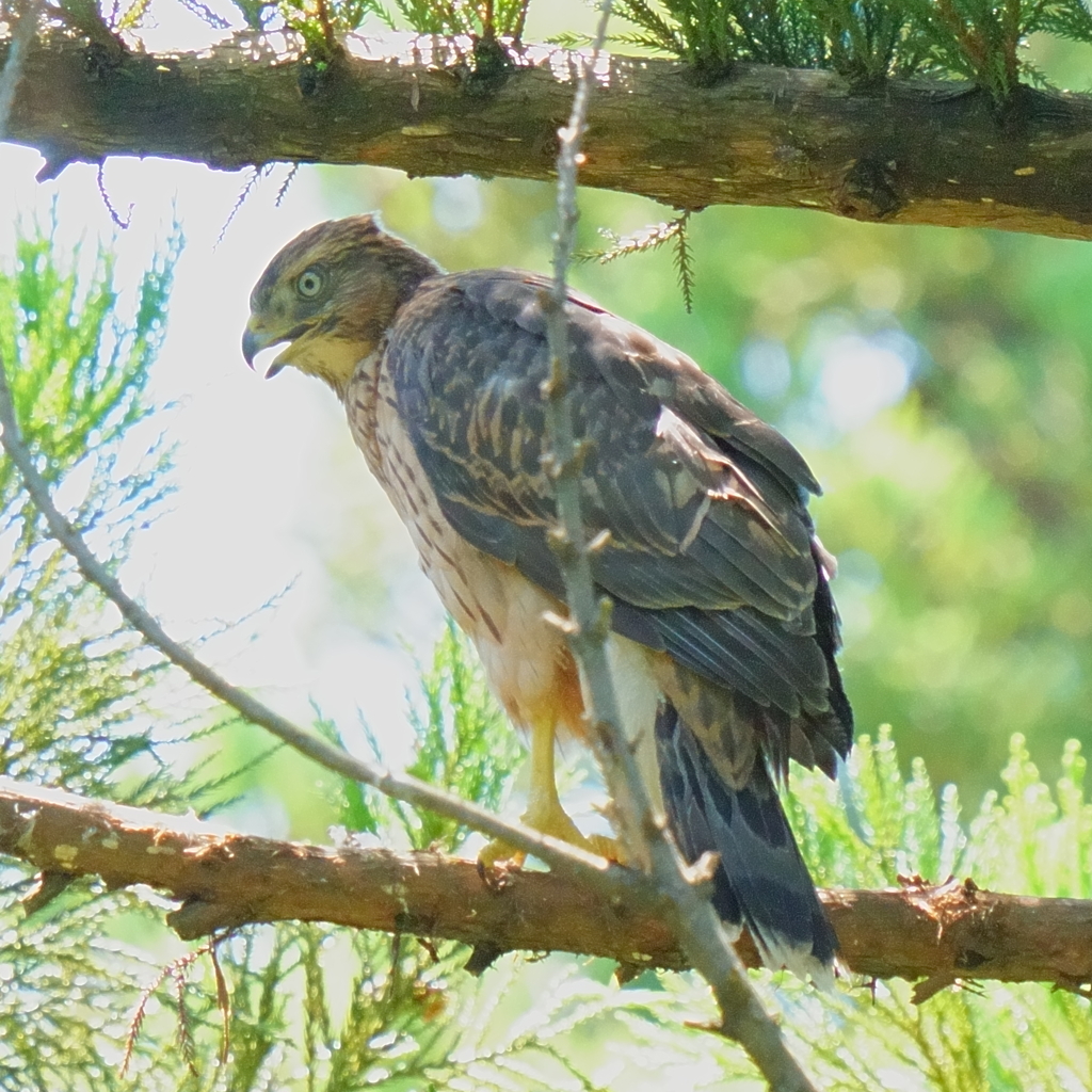 巣立ち間近のオオタカ幼鳥