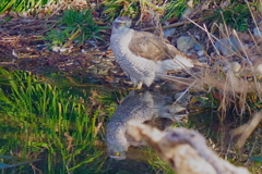 オオタカの水飲み