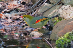 水場の相思鳥