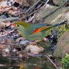 水場の相思鳥