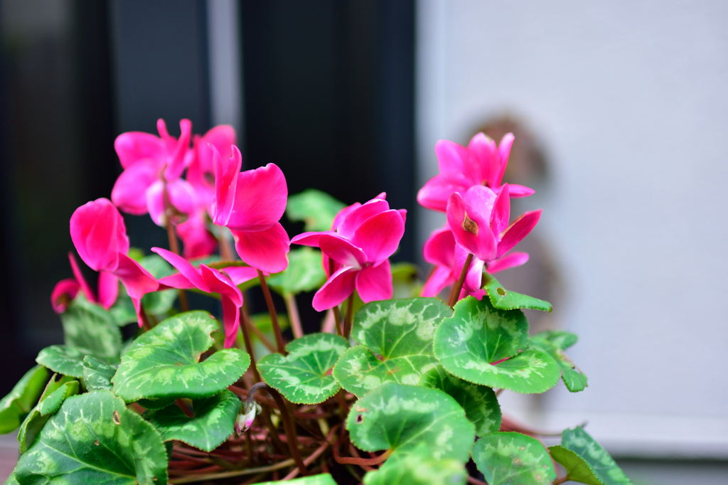 散歩途中のシクラメン2