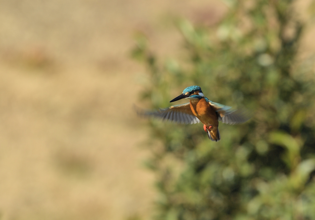 新年2回目のホバ