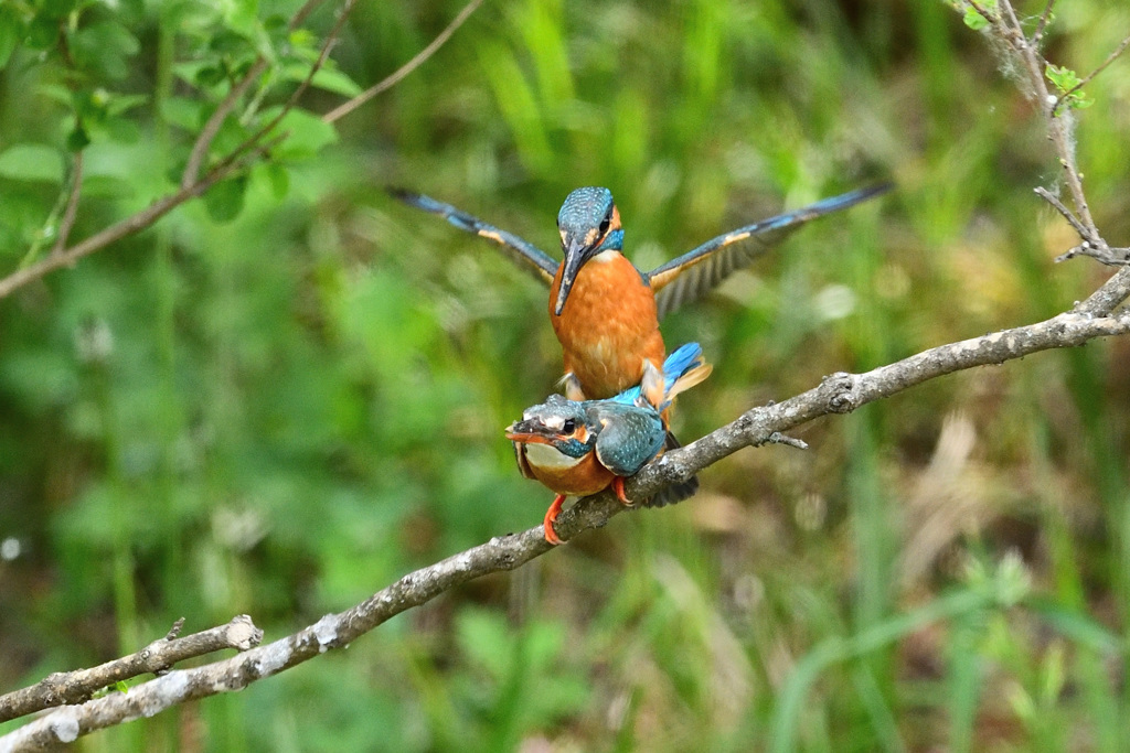 命をつなぐ営み6