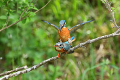 命をつなぐ営み6