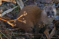 イタチ2