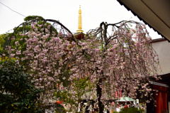 高幡不動の優垂桜