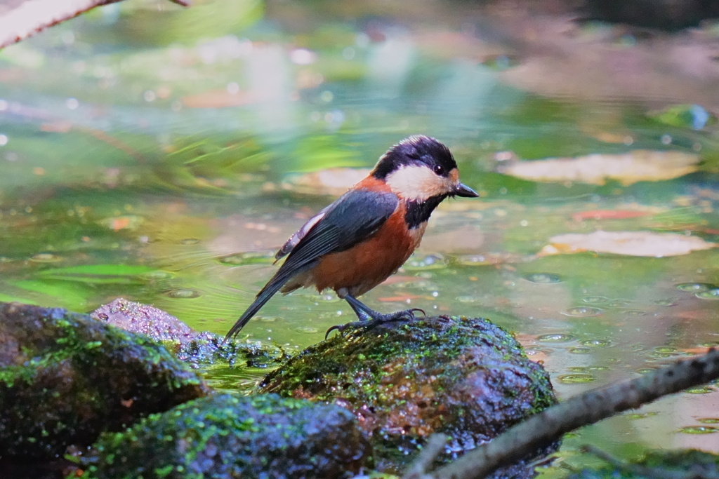 水場のヤマガラ