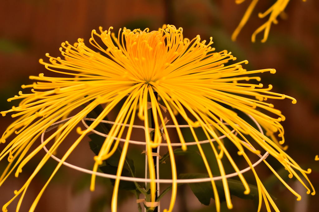 高幡不動菊まつり4