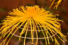 高幡不動菊まつり4