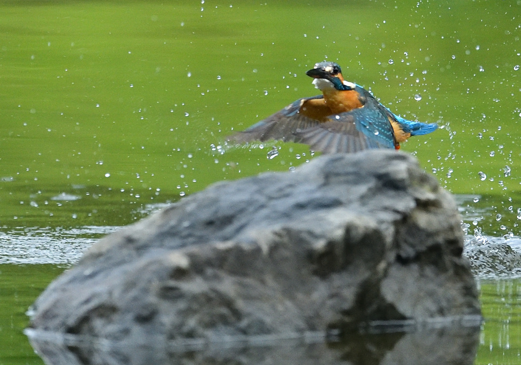 水浴びだピョーン！