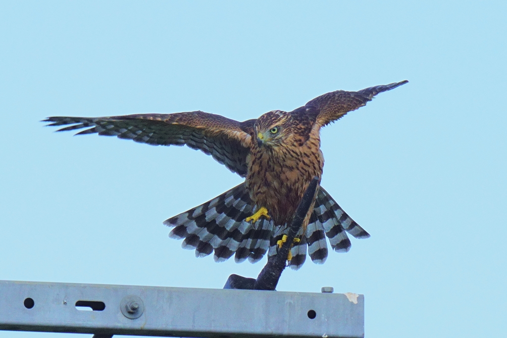 オオタカ幼鳥