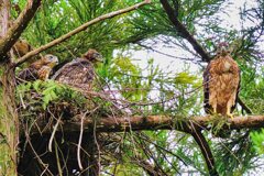 オオタカ幼鳥たち4