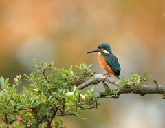 今日のお立ち台 今日のお立ち台