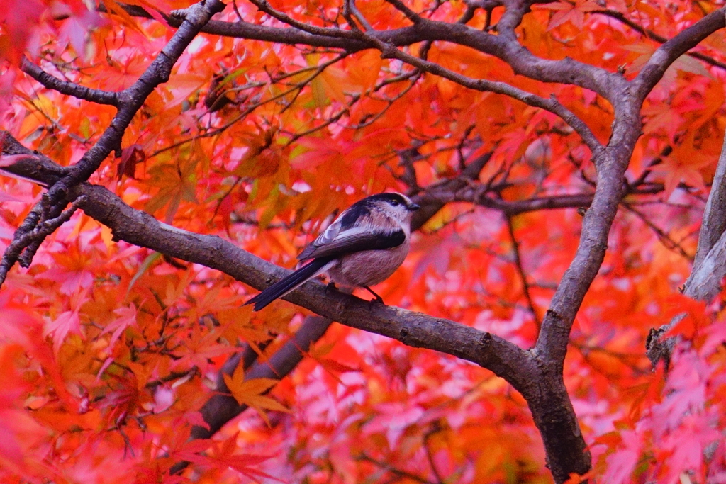紅葉のエナガ1