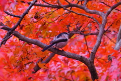紅葉のエナガ1
