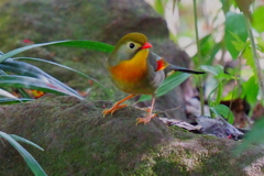 水場の相思鳥