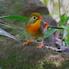 水場の相思鳥
