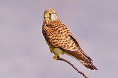 チョウゲンボウのメス2
