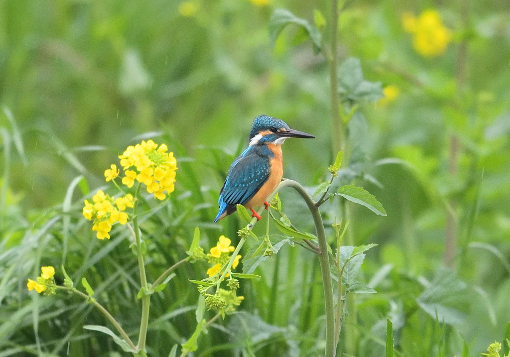 雨の菜の花とカワセミ1