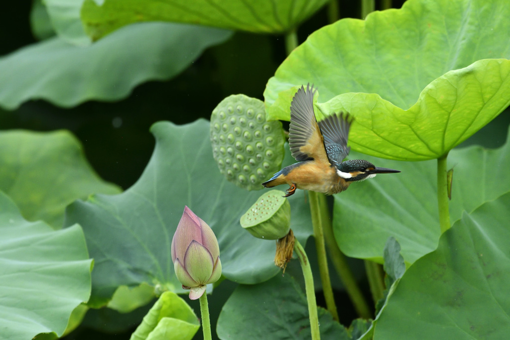 次の蕾に2
