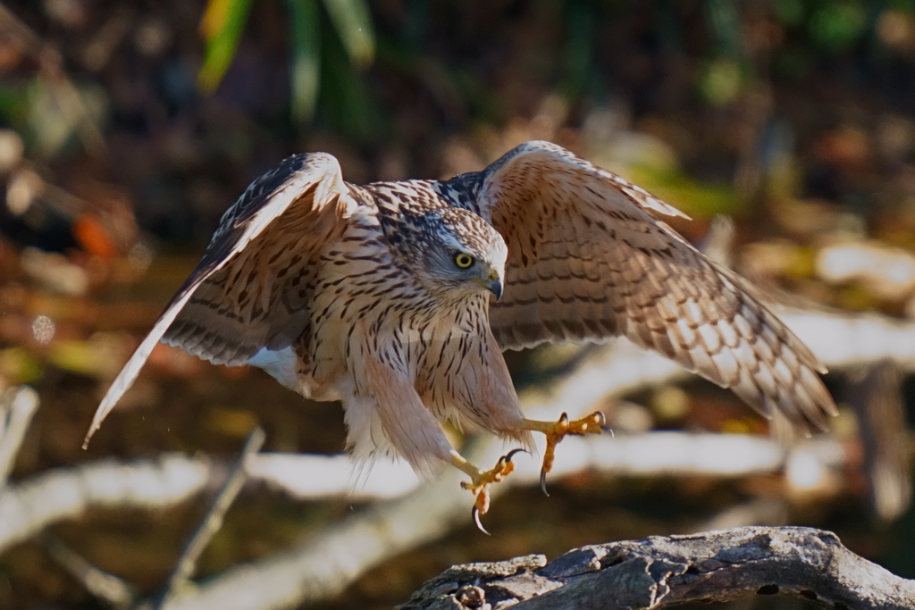 オオタカの幼鳥4