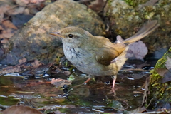 水浴びシリーズ1