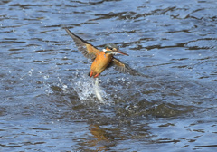 飛び出し1 飛び出し1