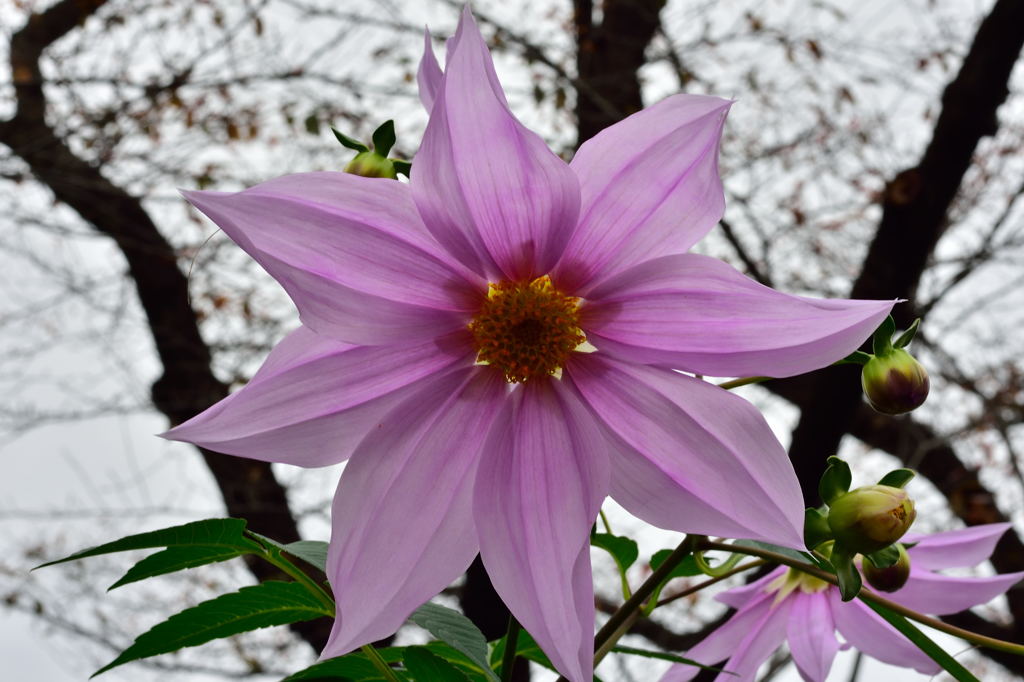 ヒトデのような・・・