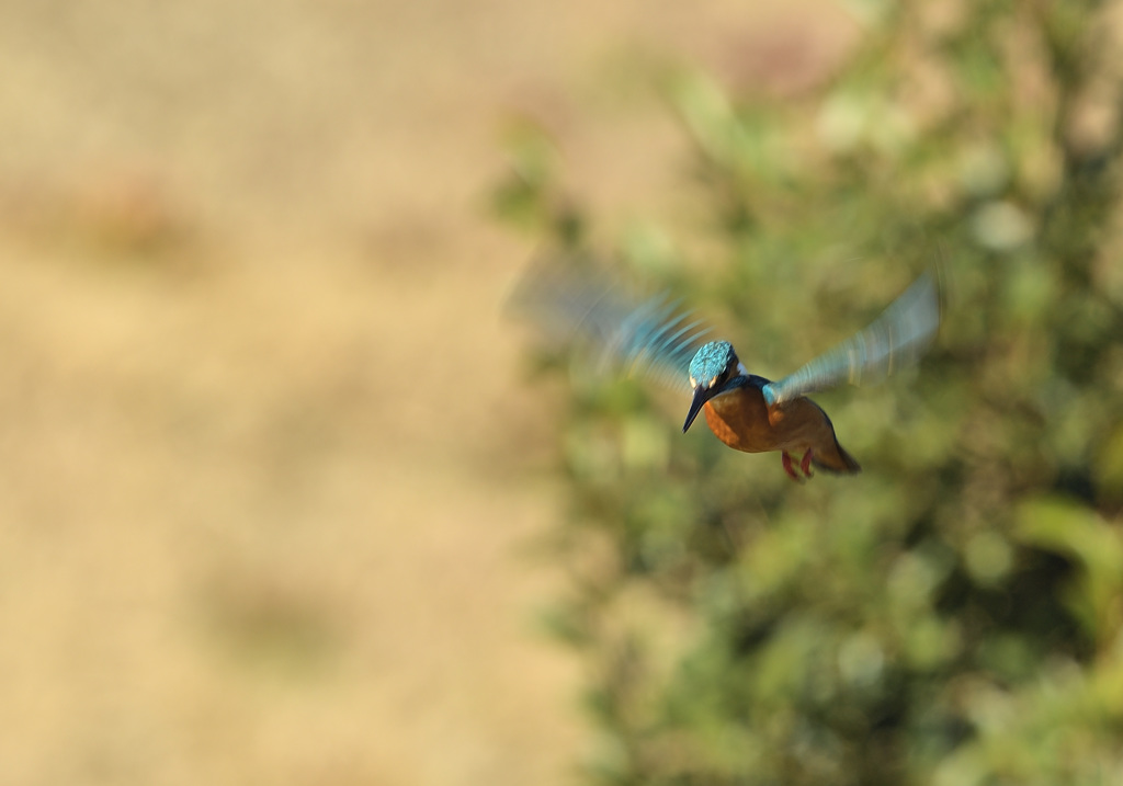 新年2回目のホバ4