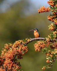 ピラカンサと翡翠7