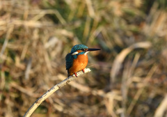 枝止まり2 枝止まり2