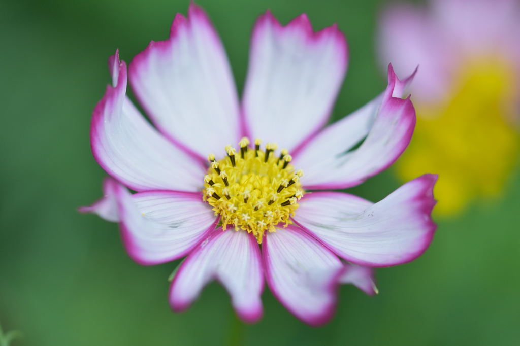 浜離宮コスモス畑２