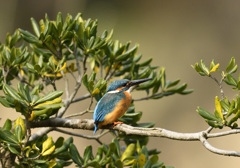 トベラのお立ち台