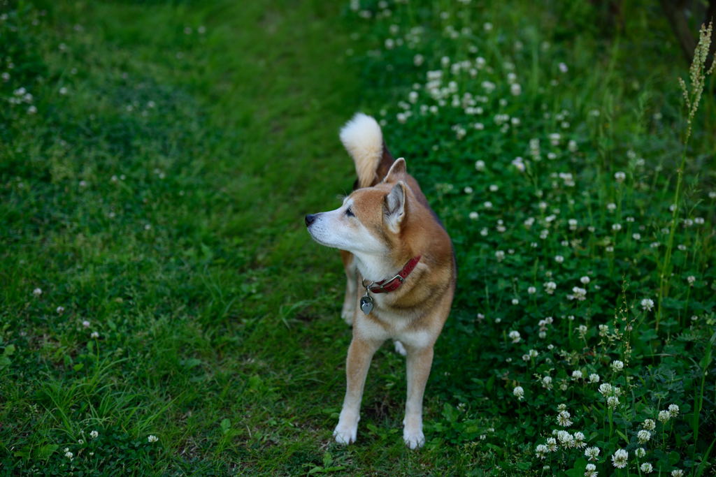 この犬の年齢は家族の歴史でもある。