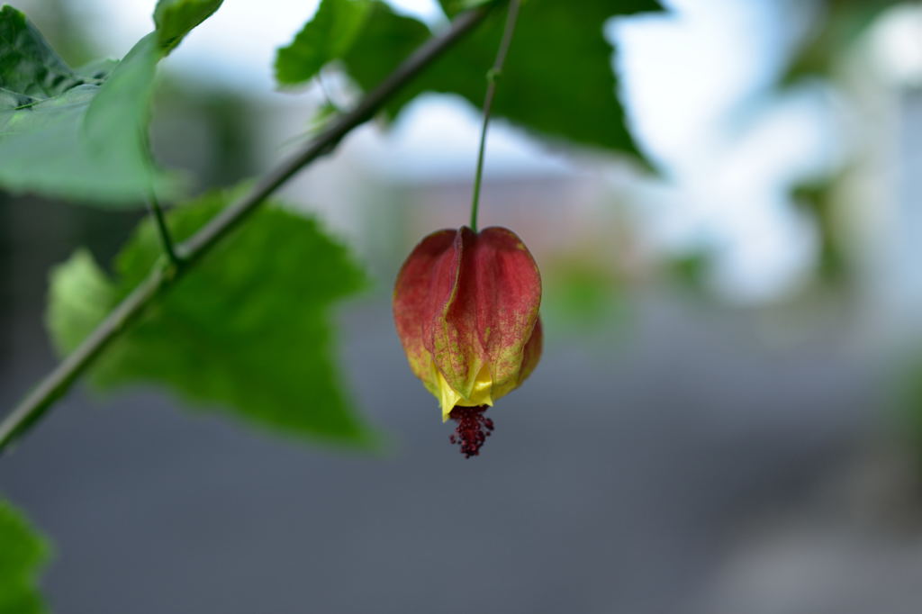 ほうずきみたいな・・・