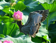 ハスの王冠2