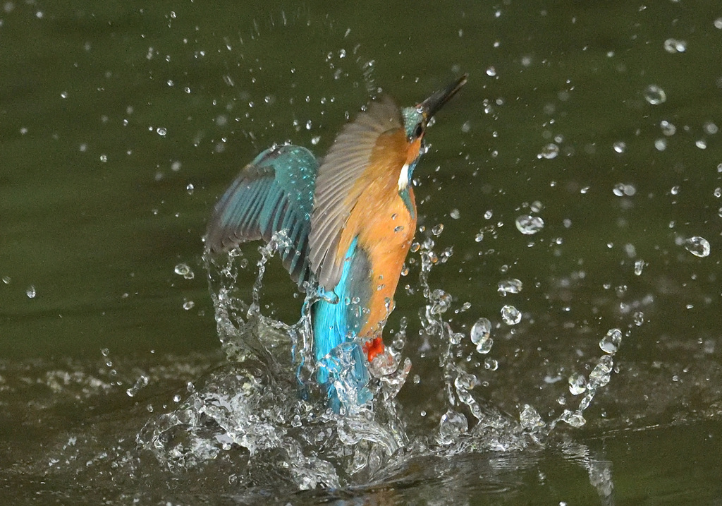 水浴び