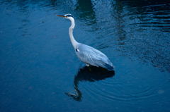 アオサギの川