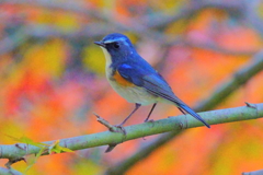 紅葉とルリビタキ