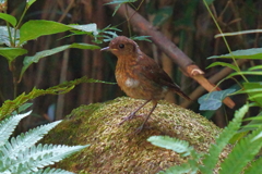 コマドリ幼鳥3