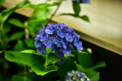 我が家の紫陽花