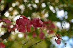 ウオーキング途中の紅葉3jpg