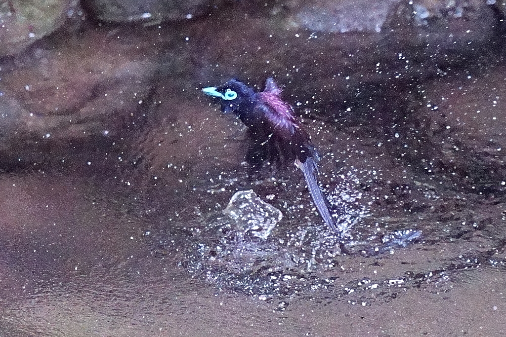 水浴び1